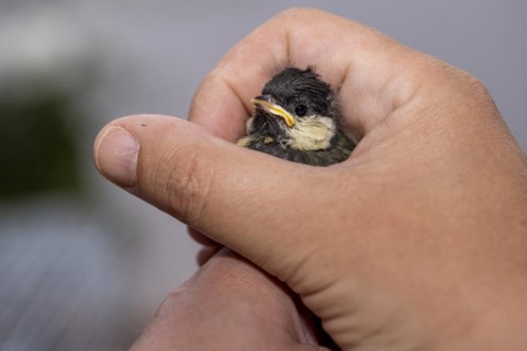 Young great tit