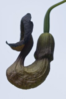 Flower of the pipevine