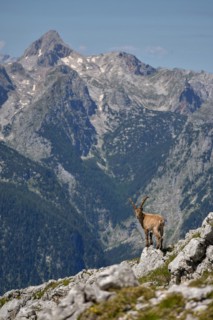Alpine ibex