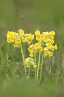 Meadow common cowslip