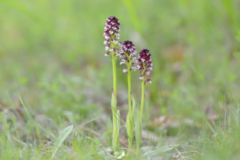 Burnt-tip orchid
