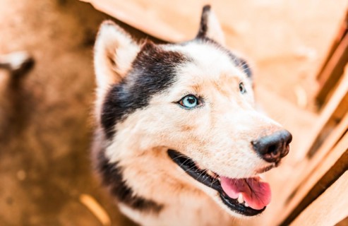 Face of a beautiful husky dog. Close up of cute husky dog looking at the camera