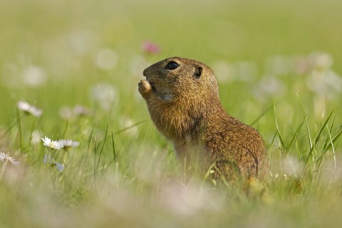 Gopher