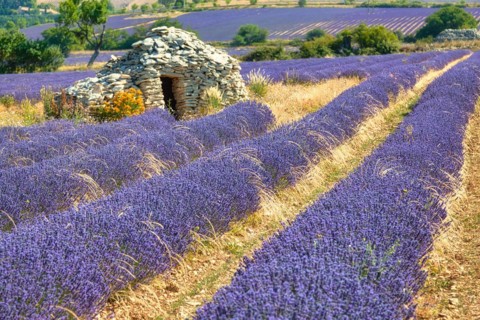 Borie on lavender field