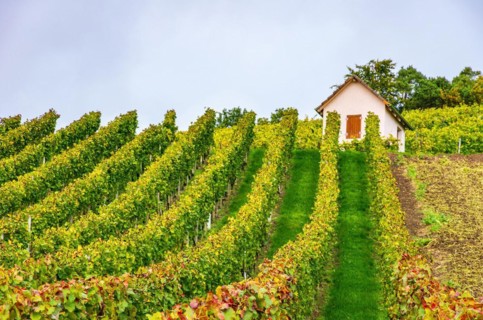 Winegrower's hut in autumn vineyard