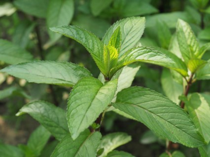 Peppermint