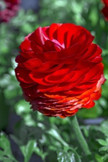 Red flowering ranunculus