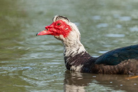 Muscovy duck