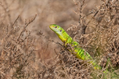 Western green lizard