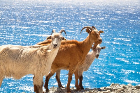 Corsican goats at Cap Corse
