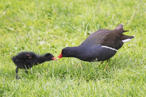 Common moorhen