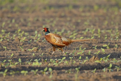 Pheasant