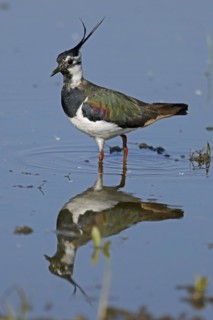 Northern lapwing