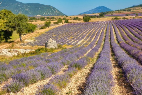 Borie on lavender field