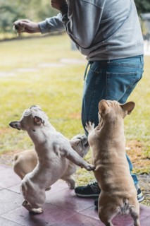 Man holding an old tennis ball and playing with three french bulldogs in his backyard