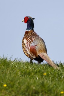 Pheasant