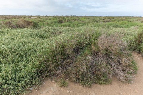 Typical landscape in a lagoon of the Rhone delta in the Camargue. Saintes Maries de la Mer