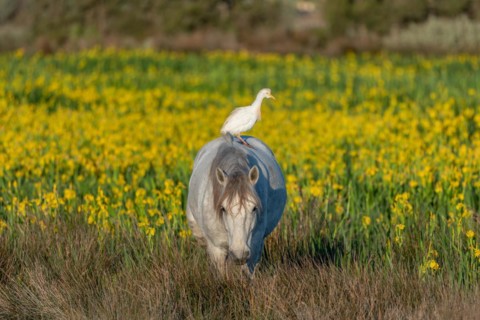 Camargue horse and cattle