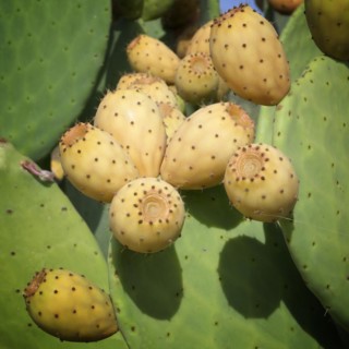 Wild growing prickly pear along a road