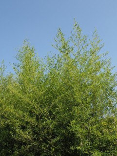 Bamboo