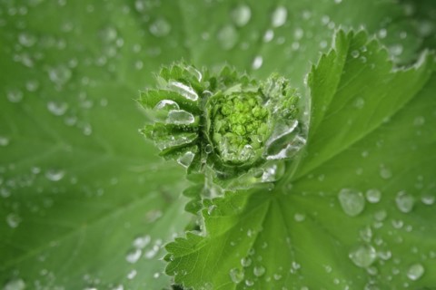 Lady's mantle with water drop