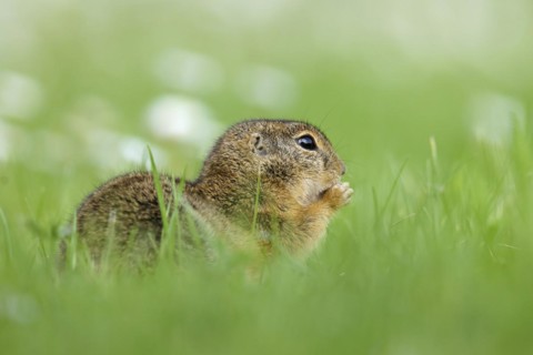 Gopher