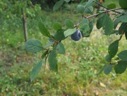 Prune fruit food