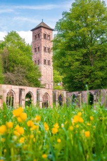 Flower meadow in front of the owl tower of the historic monastery