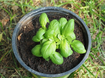 Basil