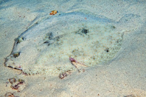 Tropical flounder