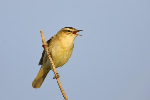 Sedge warbler