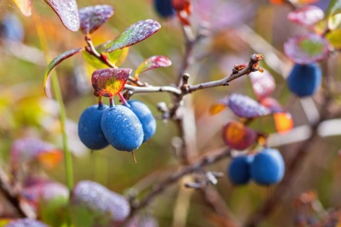 Close-up of blueberry