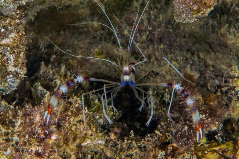 Banded coral shrimp