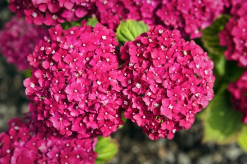 Pink hydrangea flowers