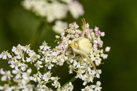 A goldenrod crab spider