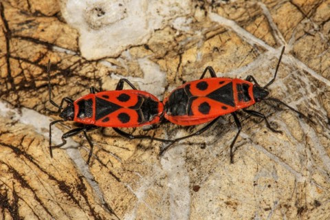 Fire bugs