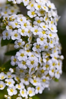 Flowers of the garland spirea