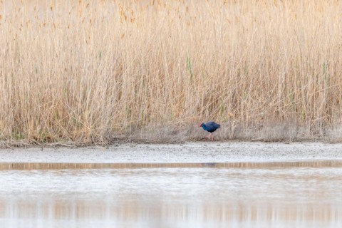 Western Swamphen