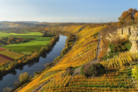 Vineyards on the Neckar in autumn