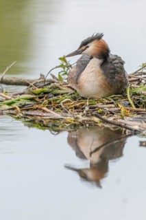Great Crested Grebe