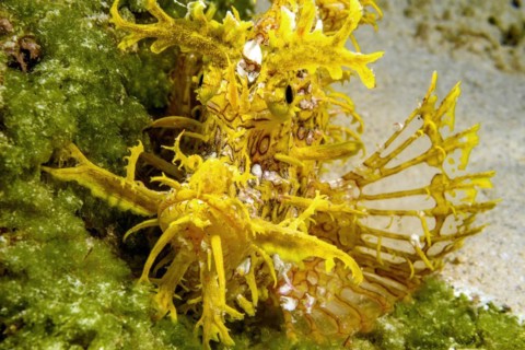 Frontal close-up of head of yellow popeyed scorpionfish