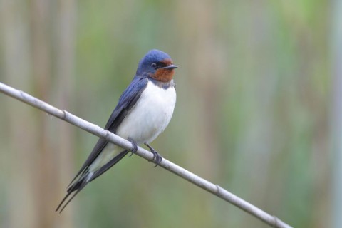 Barn swallow
