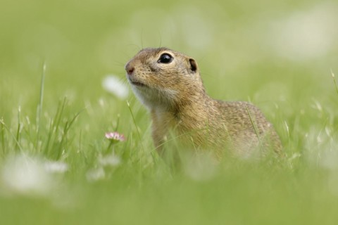 Gopher