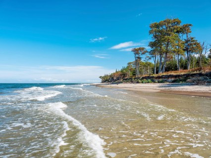 Coastal forest and surf