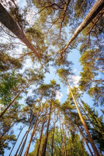 Tree tops of a coniferous forest with blue sky and single clouds