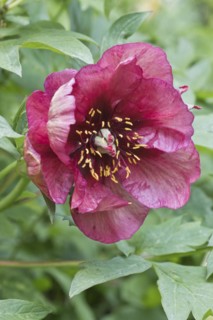 Bush peony