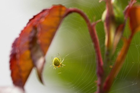 Cucumber green spider