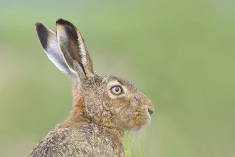 European hare