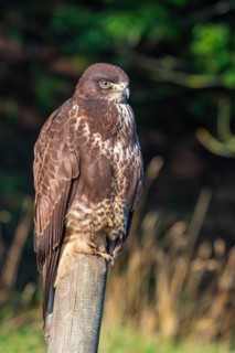 Common buzzard
