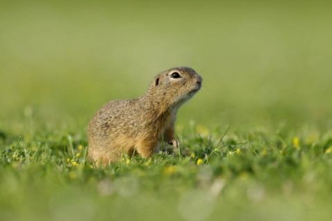 Gopher